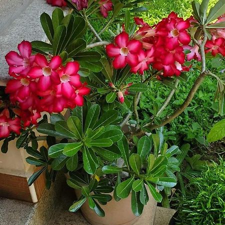 Sanskriti Bed & Breakfast Thiruvananthapuram ภายนอก รูปภาพ